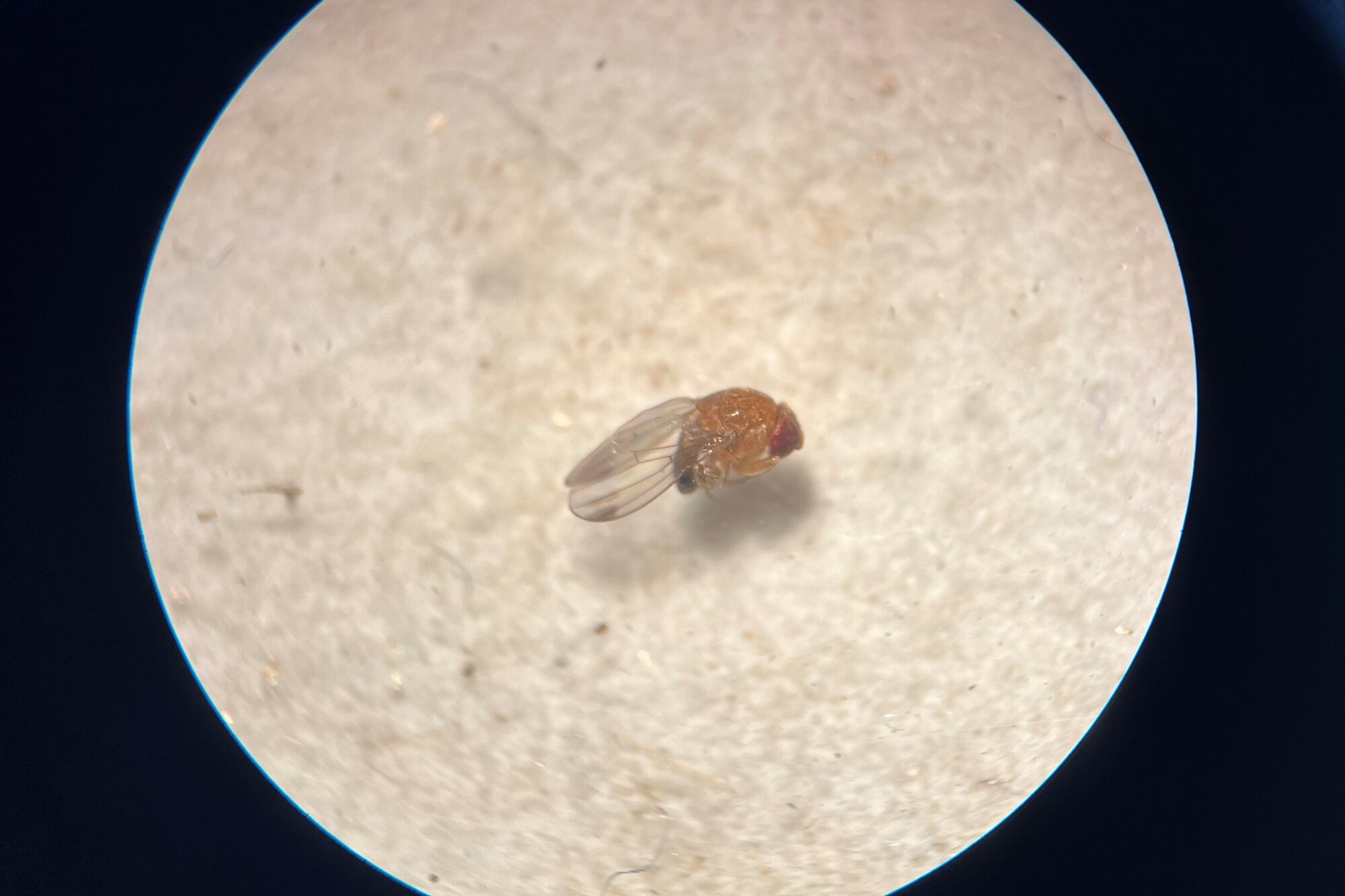 Spotted Wing Drosophila under the microscope